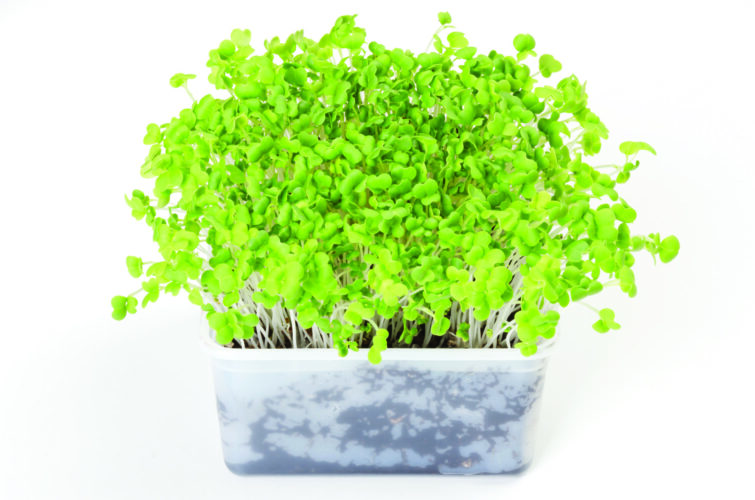 Keen as Mustard: Growing Mustard Plants for Greens and Seeds